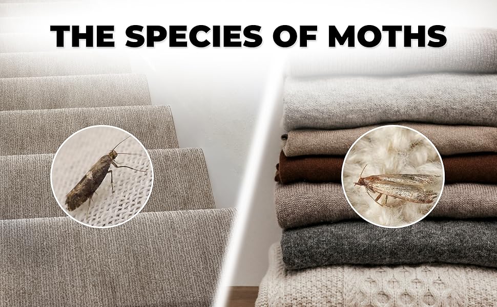 moth trap for clothes
