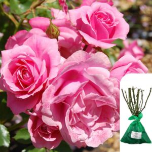 1 x Climbing Rose Aloha - RHS Award-Winning Pink English Rose