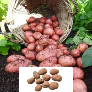 10 Seed Potatoes Desiree – RHS Award-Winning Red Variety – Perfect for UK Gardens – Versatile