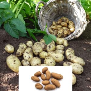 10 Charlotte Seed Potatoes – Perfect for Fresh Salads – Ideal for UK Gardens – RHS Garden Merit Award Winner – Grown for The UK Climate