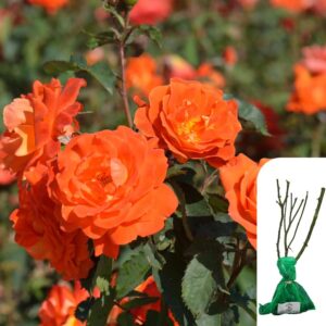 1 x Rosa Fragrant Super Trouper - Vibrant Orange Blooms