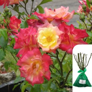 1 x Rosa Masquerade - Bare Root Pink and Yellow Climbing Rose