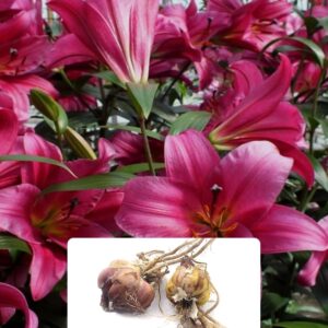 2 Lily Purple Prince 'Like a Tree' – Giant Lilies with Up to 10 Flowers per Bulb – Stunning Deep Purple Frilly Blossoms – Sweet Aromatic Fragrance – Grown for UK Climate & Summer Garde
