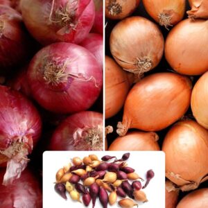 2 x 20 Onion Twin Pack - Centurion & Red Baron - High Yield