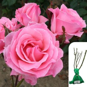 1 x Rosa Queen Elizabeth Floribunda Rose - Award-Winning Medium Pink Blooms