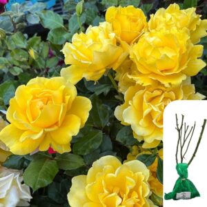 1x Rosa Freedom Hybrid Tea Rose – Bare Root