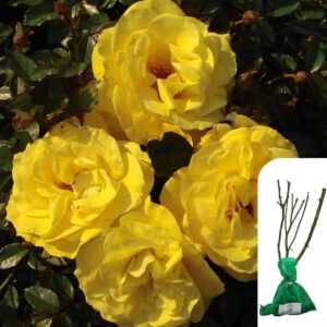 1 x Rosa 'Especially for You' Hybrid Tea Rose -Award-Winning Yellow Rose