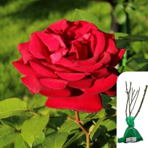 1 x Rosa Royal William Hybrid Tea Rose – Bare Root
