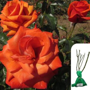 1 x Rosa Remember Me Hybrid Tea Rose – Bare Root