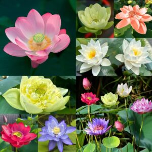 50Pcs Bowl Lotus Flower Seeds