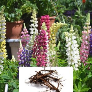 5 Mixed Lupins - Vibrant
