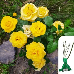 1 x Rosa Arthur Bell Floribunda Rose - RHS Award-Winning Golden Yellow Blooms - Ideal for Borders