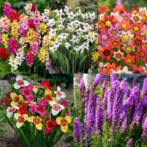 Carbeth Plants - Summer Bulb Colour Festival 100 x Mix - Multi Summer Flowering Herbaceous Perennials for Outdoor Planting - Easy Grow Pollinator Friendly - Grow in Beds