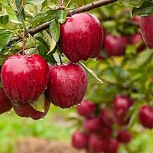 Secateurs & prunning scissors