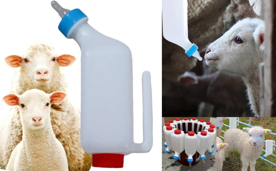 Lamb Feeding Bottle