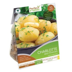 Perfect Charlotte Seed Potatoes – 10 Tubers for Planting