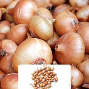 50 Pcs Sturon Onion Sets - Ideal for UK Climate - Easy to Grow with Excellent Storage Qualities - Perfect for Your Home Garde