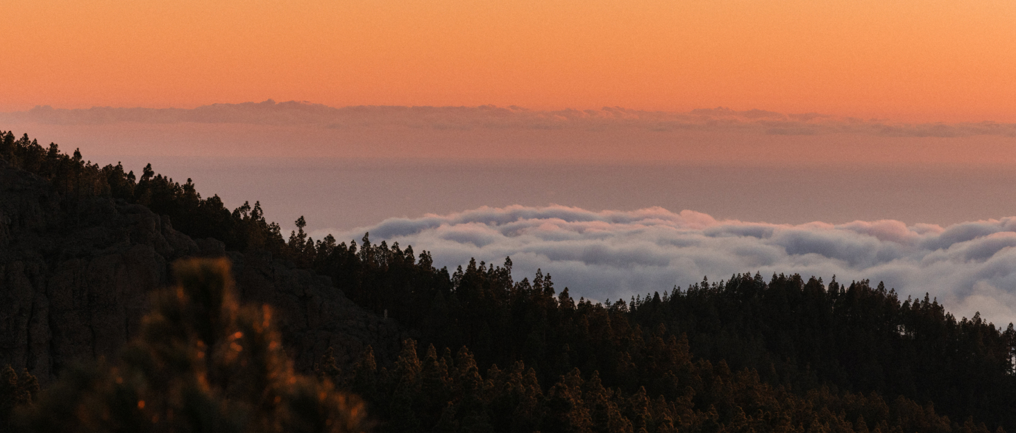 Passenger Brand Story Background Image trees in the clouds with a sunset background