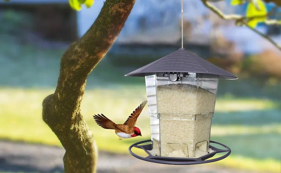 Wild Bird Feeders