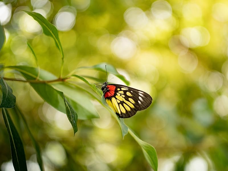 viltrox af 35mm f1.7