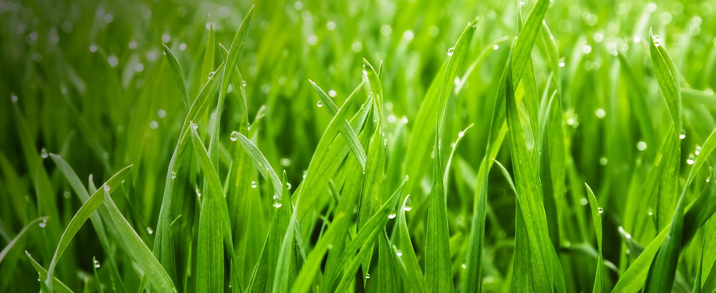 Stronger lawn with less weeds