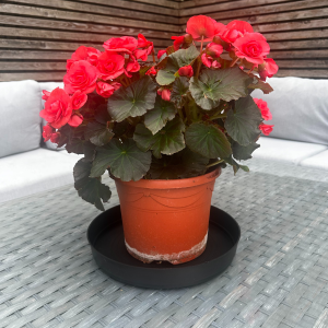 LBS, LBS Horticultural, Plant Saucer, Outdoor, Indoor, Saucer Packs, Six pack, Twelve Pack, Saucers