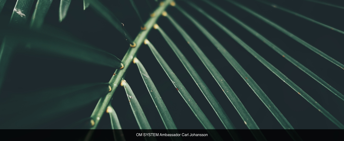 OM SYSTEM 17mm Olympus