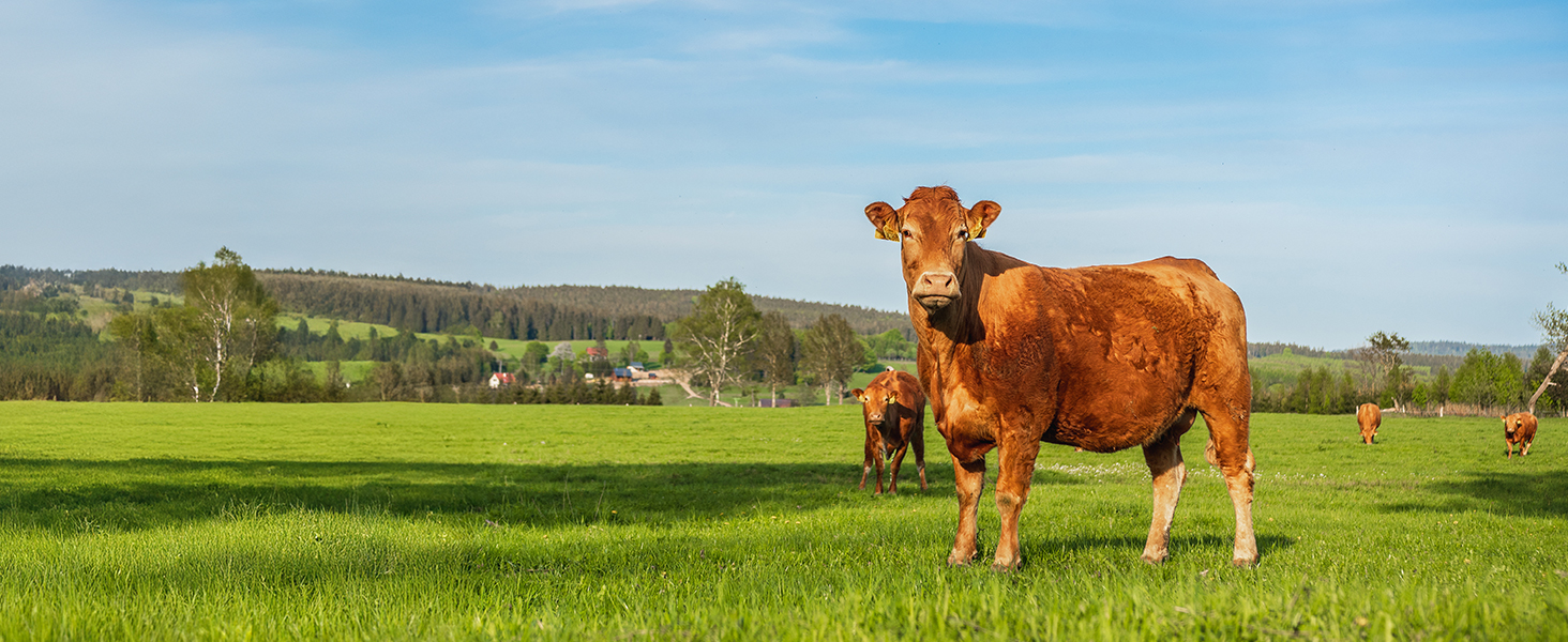 camera with sim card