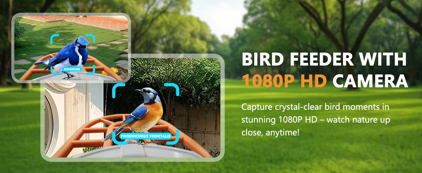 bird feeder camera