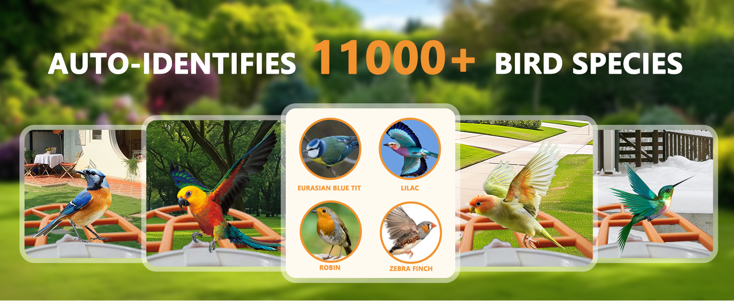 smart bird feeder camera