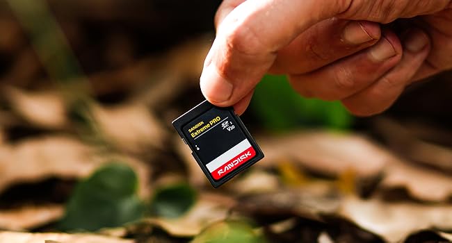 Close-up of hand holding small black SanDisk memory card against blurred autumn leaves background