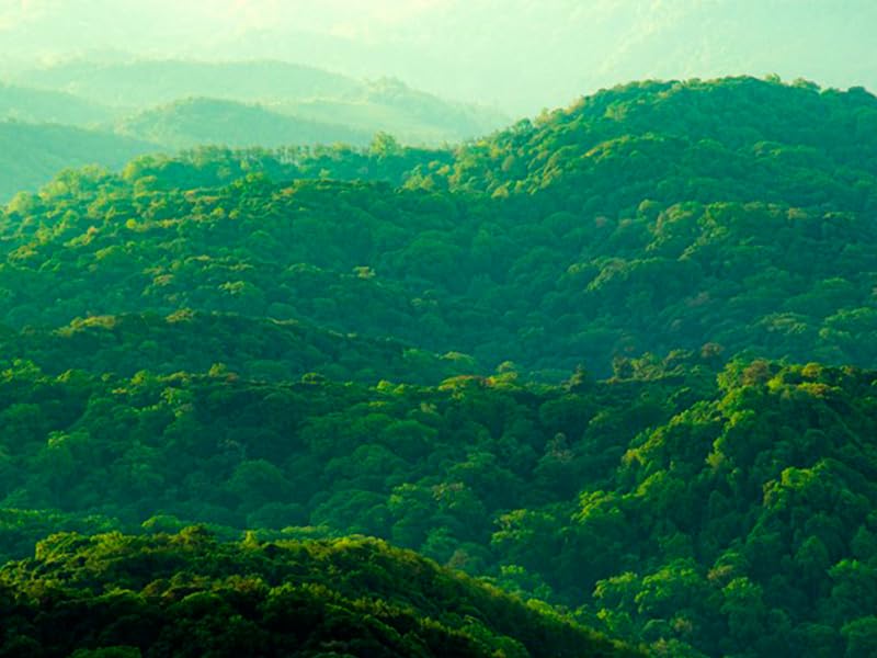 Aerial view of lush green forest landscape stretching across rolling hills and valleys, showing dense tree coverage in vivid emerald tones.