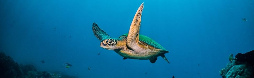 dell_sustainability_main_turtle
