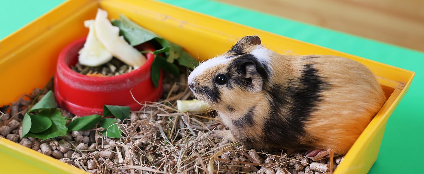 Guinea pig in yellow tray with food including red bell pepper, white bowl with food, and wood shavings on turquoise background.